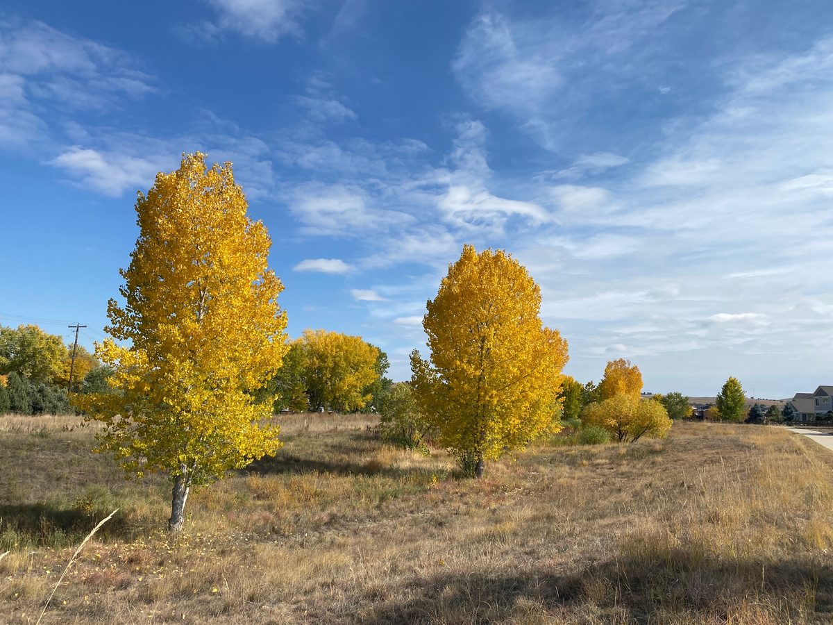 Golden cottonwoods in fall along a path in Erie, Colorado